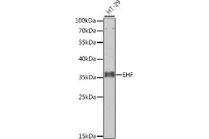 Western blot analysis of extracts of HT-29 cells, using EHF antibody (ABIN6129757, ABIN6140005, ABIN6140007 and ABIN6223750) at 1:1000 dilution. (EHF Antikörper  (AA 1-210))