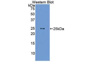Western Blotting (WB) image for anti-Growth Hormone 1 (GH1) (AA 28-216) antibody (ABIN1078097) (Growth Hormone 1 Antikörper  (AA 28-216))