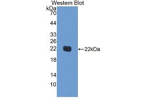 Western blot analysis of recombinant Human SMOX. (SMOX Antikörper  (AA 1-165))