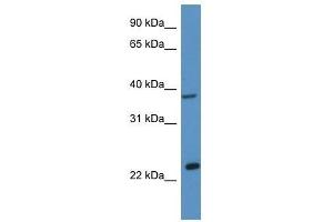 Western Blot showing Ercc1 antibody used at a concentration of 1. (ERCC1 Antikörper  (C-Term))