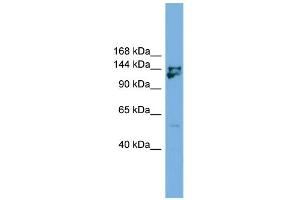 WB Suggested Anti-Mybbp1a Antibody Titration: 0. (MYBBP1A Antikörper  (Middle Region))