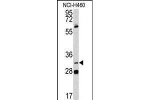 Western blot analysis of PITX1 antibody (Center) (ABIN391506 and ABIN2841469) in NCI- cell line lysates (35 μg/lane). (PITX1 Antikörper  (AA 123-150))