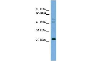 WB Suggested Anti-CHP  Antibody Titration: 0. (CHP Antikörper  (N-Term))