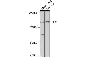 Western blot analysis of extracts of various cell lines, using IKKε Rabbit mAb (ABIN7267875) at 1:1000 dilution. (IKKi/IKKe Antikörper)
