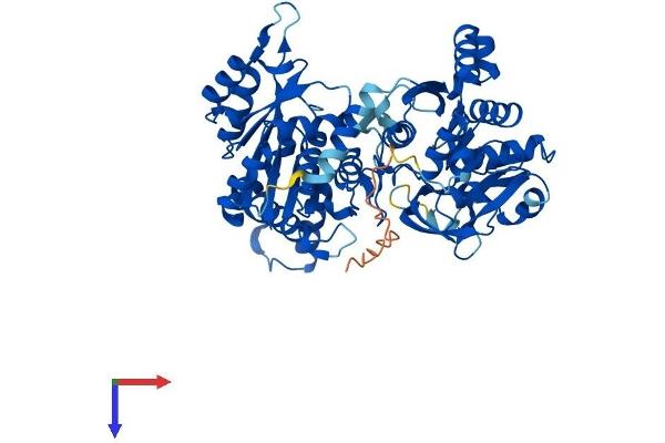 CTPS2 Protein (AA 1-586) (His tag)