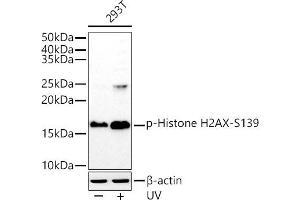 Western blot analysis of extracts of 293T cells, using Phospho-Histone H2AX-S139 antibody (ABIN6135258, ABIN6136140, ABIN6136141 and ABIN7101881) at 1:1000 dilution. (Histone H2A Antikörper  (pSer139))
