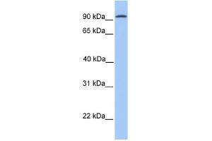 CDH16 antibody used at 1 ug/ml to detect target protein. (Cadherin-16 Antikörper  (N-Term))