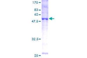 BNIP1 Protein (AA 1-228) (GST tag)