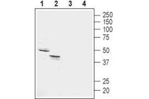 Western blot analysis of rat (lanes 1 and 3) and mouse (lanes 2 and 4) kidney membranes: - 1,2. (GPR4 Antikörper  (Extracellular))