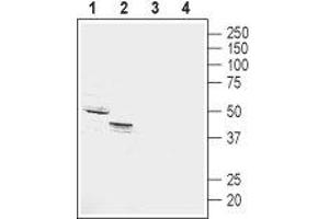 Western blot analysis of rat (lanes 1 and 3) and mouse (lanes 2 and 4) kidney membranes: - 1,2. (GPR4 Antikörper  (2nd Extracellular Loop))