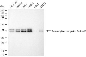 Western blotting analysis using transcription elongation factor A1 antibody (ABIN7800583).
