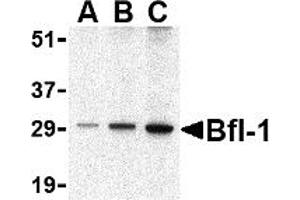 Western Blotting (WB) image for anti-BCL2-Related Protein A1 (BCL2A1) (C-Term) antibody (ABIN1030293) (BCL2A1 Antikörper  (C-Term))