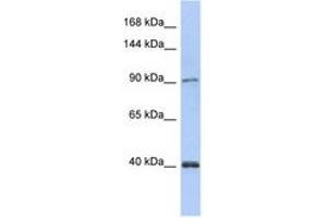 Image no. 1 for anti-Polymerase (DNA Directed) kappa (POLK) (AA 35-84) antibody (ABIN6743491)