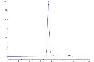 The purity of Human CD45 is greater than 95 % as determined by SEC-HPLC. (CD45 Protein (AA 26-416) (His-Avi Tag))