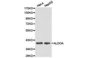 Western Blotting (WB) image for anti-Aldolase A, Fructose-Bisphosphate (ALDOA) antibody (ABIN1870931) (ALDOA Antikörper)