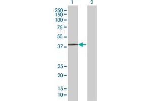 Western Blot analysis of RNF14 expression in transfected 293T cell line by RNF14 MaxPab polyclonal antibody. (RNF14 Antikörper  (AA 1-348))