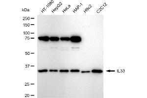 Western blotting analysis using IL33 antibody (ABIN7799107).