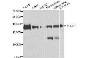 Western blot analysis of extracts of various cell lines, using PLCG1 antibody. (Phospholipase C gamma 1 Antikörper)