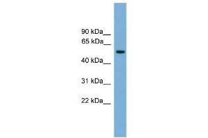 WB Suggested Anti-FOXN3 Antibody Titration: 0. (FOXN3 Antikörper  (Middle Region))