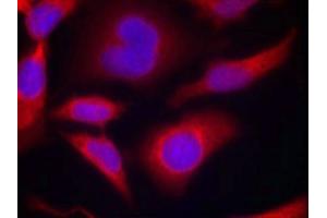 Immunofluorescence staining of methanol-fixed Hela cells using AMPKa1(Phospho-Ser487)Antibody. (AMPK alpha Antikörper  (pSer487))