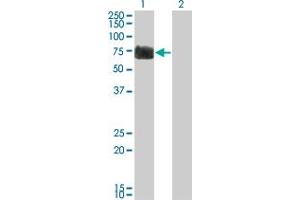 Western Blot analysis of RTN2 expression in transfected 293T cell line by RTN2 monoclonal antibody (M05), clone 6A11.