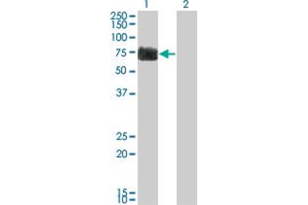 Reticulon 2 anticorps  (AA 1-100)