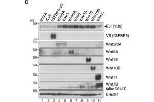 Western Blotting (WB) image for anti-Wingless-Type MMTV Integration Site Family, Member 11 (WNT11) (Center) antibody (ABIN2856232)