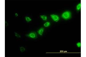 Immunofluorescence (IF) image for anti-Calpain, Small Subunit 1 (CAPNS1) (AA 172-260) antibody (ABIN560162)
