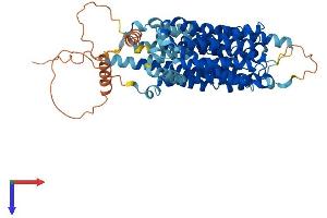 SLC43A1 Protein (AA 1-559) (His tag)