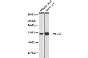 Western blot analysis of extracts of various cell lines using MFGE8 Polyclonal Antibody at dilution of 1:3000. (MFGE8 Antikörper)