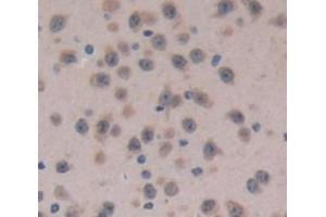 IHC-P analysis of Mouse Tissue, with DAB staining. (Coagulation Factor V Antikörper  (AA 1863-2161))