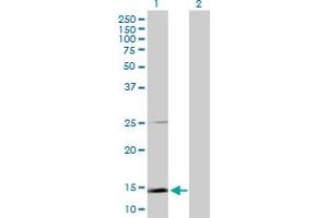 Western Blot analysis of SCGB1A1 expression in transfected 293T cell line by SCGB1A1 MaxPab polyclonal antibody. (SCGB1A1 Antikörper  (AA 1-91))