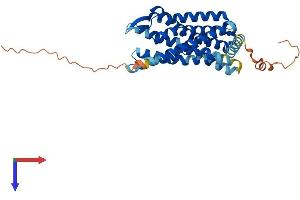 Protein Structure (PS) image for Chemokine (C-C Motif) Receptor 8 (CCR8) (AA 1-355) protein (His tag) (ABIN7553213)