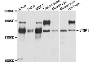 Western blot analysis of extracts of various cell lines, using BRIP1 antibody (ABIN5995423) at 1/1000 dilution. (BACH1 Antikörper)