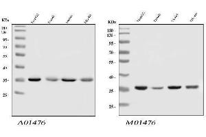 Western blot analysis of HnRNP A1 using anti-HnRNP A1 antibody (ABIN4886621). (HNRNPA1 Antikörper  (N-Term))