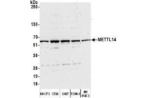 Western Blotting (WB) image for anti-Methyltransferase Like 14 (METTL14) (AA 25-75) antibody (ABIN7452826)