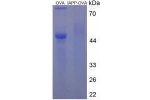 Image no. 3 for Islet Amyloid Polypeptide (IAPP) peptide (Ovalbumin) (ABIN5666250) (Islet Amyloid Polypeptide (IAPP) peptide (Ovalbumin))