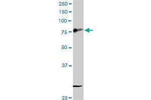 CD44 MaxPab rabbit polyclonal antibody. (CD44 Antikörper  (AA 1-361))