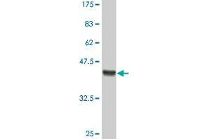 Western Blot detection against Immunogen (36. (HOXB9 Antikörper  (AA 65-163))