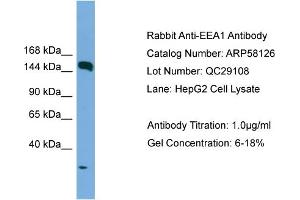 WB Suggested Anti-EEA1  Antibody Titration: 0. (EEA1 Antikörper  (N-Term))