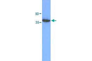 Western blot analysis of 293T cell lysate (30 ug) by ACOT7 monoclonal antibody, clone AT1D5  (1:1000). (ACOT7 Antikörper  (AA 1-370))