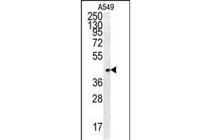 Western blot analysis in A549 cell line lysates (35ug/lane). (FSTL1 Antikörper  (C-Term))