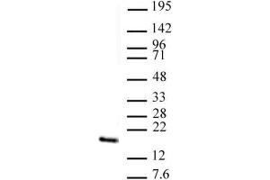Histone H3 trimethyl Lys4 antibody (pAb) tested by Western blot.