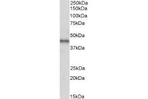 ABIN5539702 (2µg/ml) staining of Human Breast cancer lysate (35µg protein in RIPA buffer). (CXCR7 Antikörper  (C-Term))