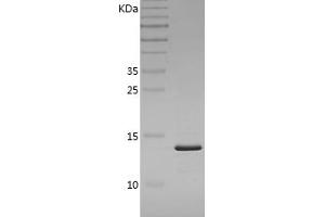 Western Blotting (WB) image for Fatty Acid Binding Protein 4, Adipocyte (FABP4) (AA 1-132) protein (His tag) (ABIN7122896)