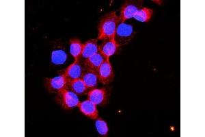 IF analysis of Flotillin 2 using anti-Flotillin 2 antibody (ABIN3042393). (Flotillin 2 Antikörper  (AA 169-344))