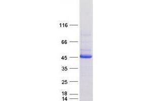 Western Blotting (WB) image for serpin Peptidase Inhibitor, Clade B (Ovalbumin), Member 9 (SERPINB9) protein (Myc-DYKDDDDK Tag) (ABIN2731821)