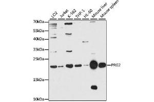 Western Blotting (WB) image for anti-Bone Marrow Proteoglycan (PRG2) (AA 17-222) antibody (ABIN3016204)