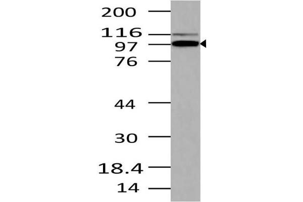 TRIL antibody  (AA 600-811)