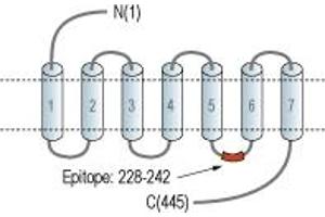Representative domain view of the target of ABIN7043271.